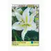 Лилиум Нипон Lilium Nippon - 3 бр луковици