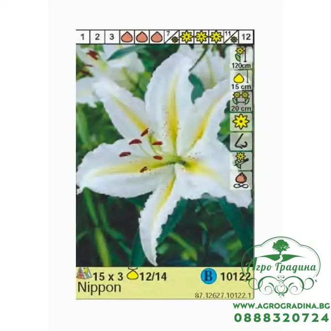 Лилиум Нипон Lilium Nippon - 3 бр луковици Лилиум Нипон Lilium Nippon - 3 бр луковици