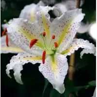 Лилиум Нипон Lilium Nippon - 3 бр луковици
