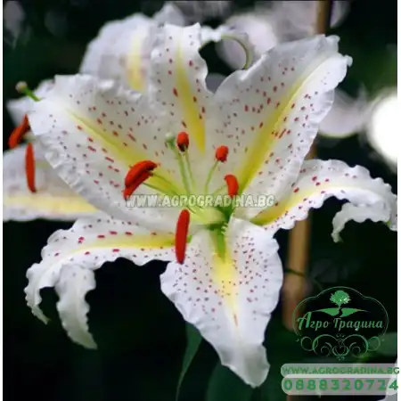 Лилиум Нипон Lilium Nippon - 3 бр луковици