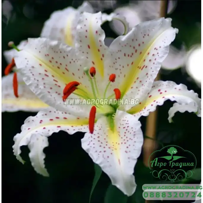 Лилиум Нипон /  Lilium Nippon - 3 бр луковици