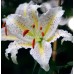 Лилиум Нипон /  Lilium Nippon - 3 бр луковици