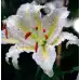 Лилиум Нипон Lilium Nippon - 3 бр луковици