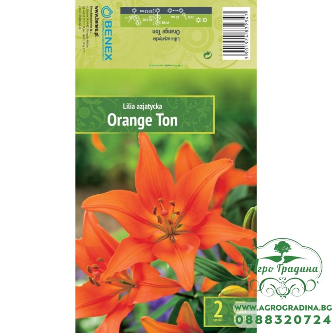 Лилиум Orange Ton - 2 бр луковица