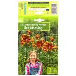 Лилиум Червена сутрин Lilium Red Morning - 2 бр луковици