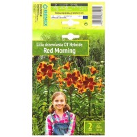 Лилиум Червена сутрин Lilium Red Morning - 2 бр луковици