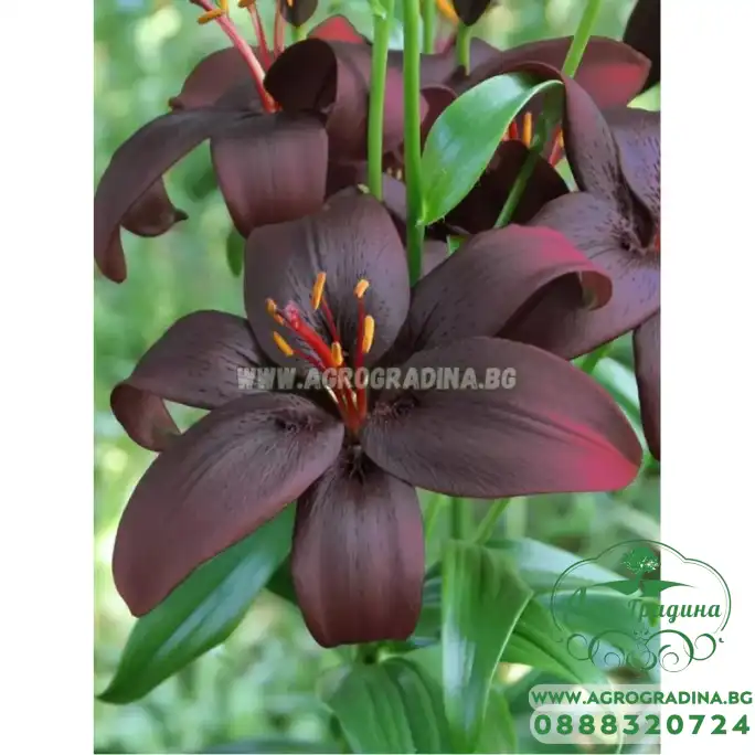 Лилиум Кралска Целувка / Lilium Royal Kiss - 3 бр луковици