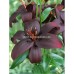Лилиум Кралска Целувка Lilium Royal Kiss - 3 бр луковици – Пролетни луковици
