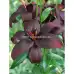 Лилиум Кралска Целувка Lilium Royal Kiss - 3 бр луковици – Пролетни луковици