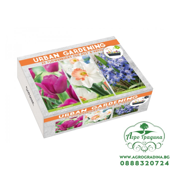 Луковици Микс - Лале Passionale, Нарцис Pink Charm, Хинодокса Chionodoxa luciliae - 25 бр луковици