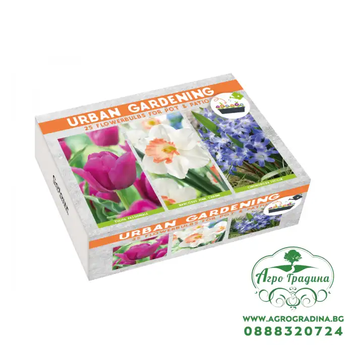 Луковици Микс - Лале Passionale, Нарцис Pink Charm, Хинодокса Chionodoxa luciliae - 25 бр луковици Луковици Микс - Лале Passionale, Нарцис Pink Charm, Хинодокса Chionodoxa luciliae - 25 бр луковици