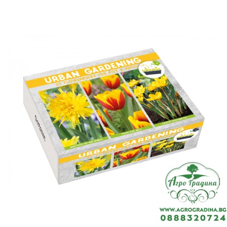 Луковици Микс - Лале Kees Nelis, Нарциси Rip Van Winkle, Минзухар Crocus fuscotinctus - 25 бр луковици