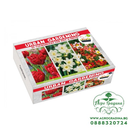 Луковици Микс -  Лале Miranda, Нарцис Pueblo, Sparaxis Микс - 25 бр луковици