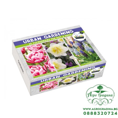 Луковици Микс - Нарцис Ice King, Мускари Mix, Лале Melrose - 25 бр луковици