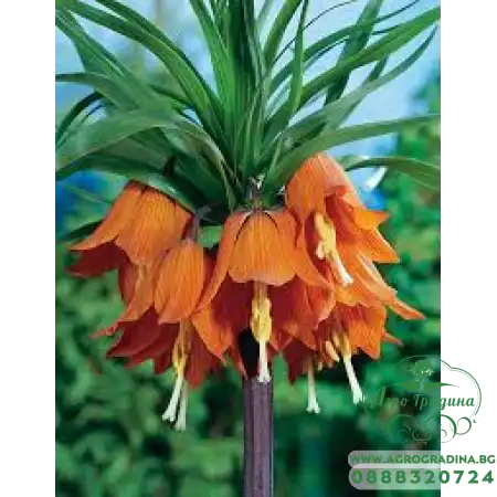 Фритилария Императорска Ведрица Аврора (Ходжово лале) Fritillaria imperialis Aurora- 1 бр луковица