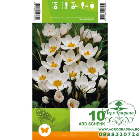 Минзухар АРД Шенк / Crocus ARD Schenk - 10 бр луковици