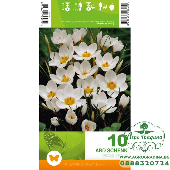 Минзухар АРД Шенк / Crocus ARD Schenk - 10 бр луковици