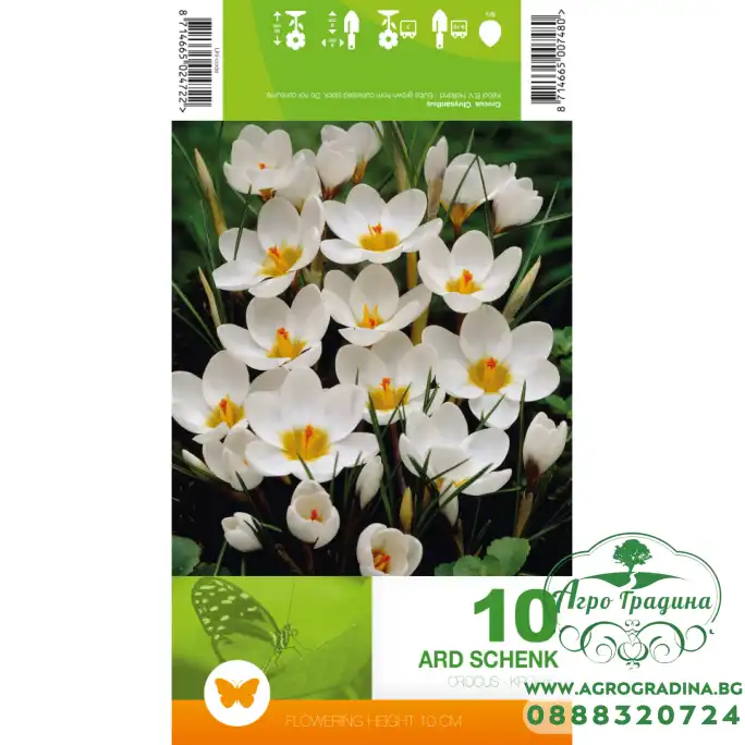 Минзухар АРД Шенк Crocus ARD Schenk - 10 бр луковици Минзухар АРД Шенк Crocus ARD Schenk - 10 бр луковици