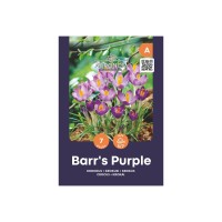 Минзухар Лилавото на Бар / Crocus Barrs Purple - AGRONOM - 7 бр луковици