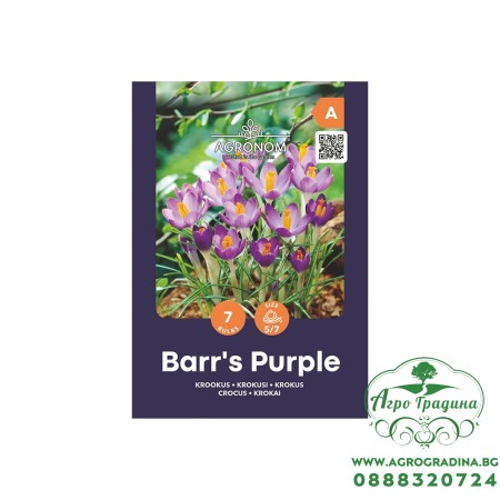 Минзухар Лилавото на Бар / Crocus Barrs Purple - AGRONOM - 7 бр луковици