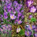 Минзухар Лилавото на Бар / Crocus Barrs Purple - AGRONOM - 7 бр луковици