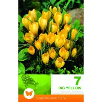 Минзухар Голям Жълт / Crocus big yellow - 7 бр луковици