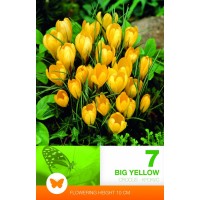 Минзухар Голям Жълт Crocus big yellow - 7 бр луковици
