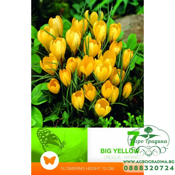 Минзухар Голям Жълт Crocus big yellow - 7 бр луковици