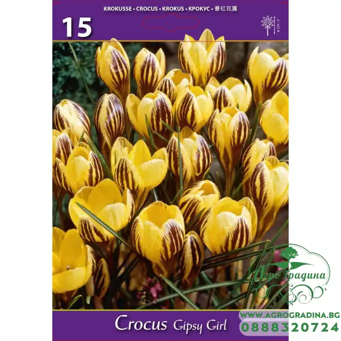 Минзухар Циганка Crocus gipsy girl - 15 бр луковици Минзухар Циганка Crocus gipsy girl - 15 бр луковици