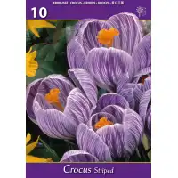 Минзухар Бял с лилави ивици / Crocus Striped - 10 бр луковици