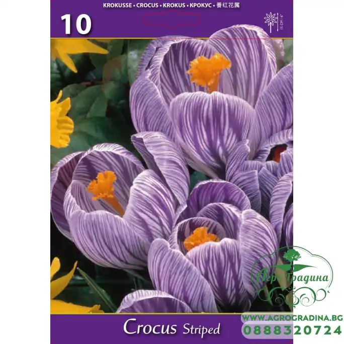 Минзухар Бял с лилави ивици Crocus Striped - 10 бр луковици Минзухар Бял с лилави ивици Crocus Striped - 10 бр луковици