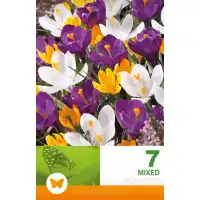 Минзухар Пролетен Микс / Crocus vernus - 7 бр луковици