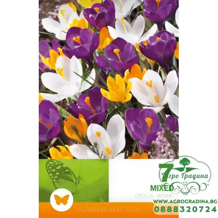 Минзухар Пролетен Микс / Crocus vernus - 7 бр луковици