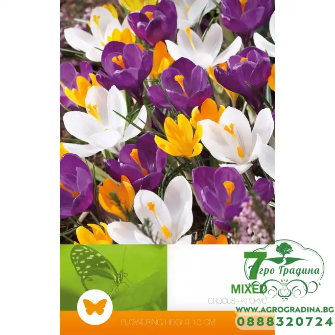 Минзухар Пролетен Микс Crocus vernus - 7 бр луковици Минзухар Пролетен Микс Crocus vernus - 7 бр луковици