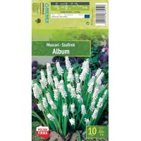 Мускари (кукувиче грозде) Албум / Muscari Album - 10 бр луковици 
