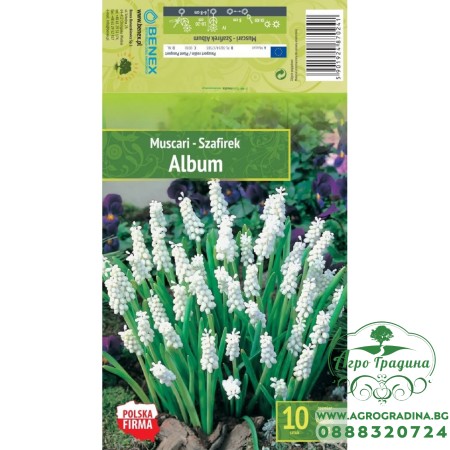 Мускари (кукувиче грозде) Албум / Muscari Album - 10 бр луковици 