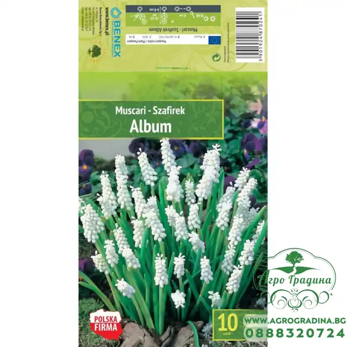 Мускари (кукувиче грозде) Албум Muscari Album - 10 бр луковици