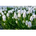 Мускари (кукувиче грозде) Албум Muscari Album - 10 бр луковици – Есенни луковици
