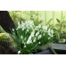 Мускари (кукувиче грозде) Албум Muscari Album - 10 бр луковици – Есенни луковици