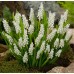 Мускари (кукувиче грозде) Албум Muscari Album - 10 бр луковици – Есенни луковици