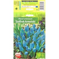 Мускари (кукувиче грозде) / Muscari Armeniacum  - 10 бр луковици 