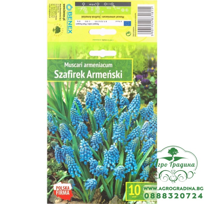 Мускари (кукувиче грозде) / Muscari Armeniacum  - 10 бр луковици 