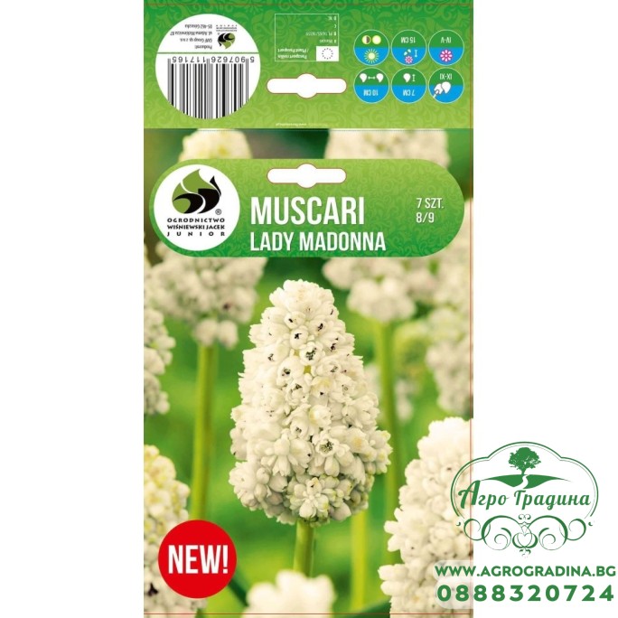 Мускари (кукувиче грозде) Лейди Мадона Muscari Lady Madonna - 10 бр луковици Мускари (кукувиче грозде) Лейди Мадона Muscari Lady Madonna - 10 бр луковици