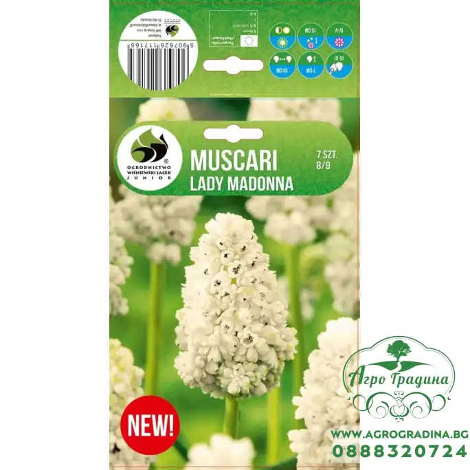 Мускари (кукувиче грозде) Лейди Мадона Muscari Lady Madonna - 10 бр луковици Мускари (кукувиче грозде) Лейди Мадона Muscari Lady Madonna - 10 бр луковици