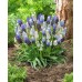 Мускари (кукувиче грозде) Микс / Muscari Mixed - 10 бр луковици 