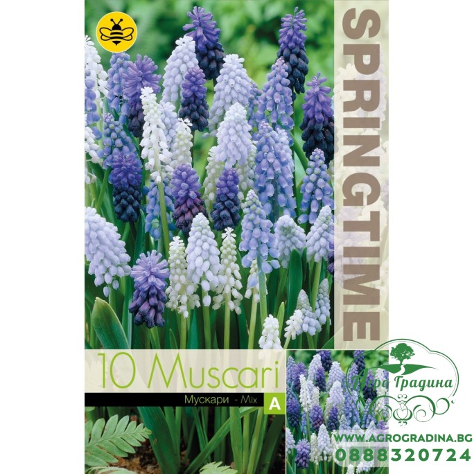 Мускари (кукувиче грозде) Микс / Muscari Mixed - 10 бр луковици 
