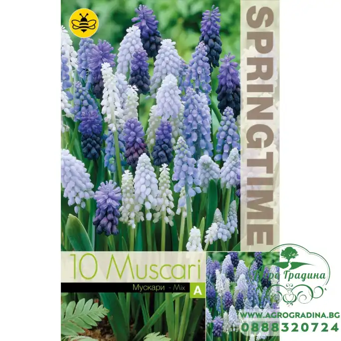 Мускари (кукувиче грозде) Микс Muscari Mixed - 10 бр луковици Мускари (кукувиче грозде) Микс Muscari Mixed - 10 бр луковици