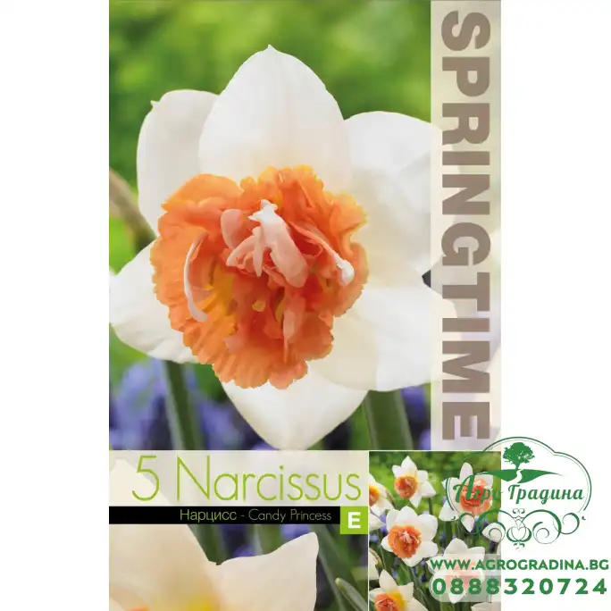 Нарцис Бонбонена принцеса Narcissus Candy Princess - 5 бр луковици Нарцис Бонбонена принцеса Narcissus Candy Princess - 5 бр луковици