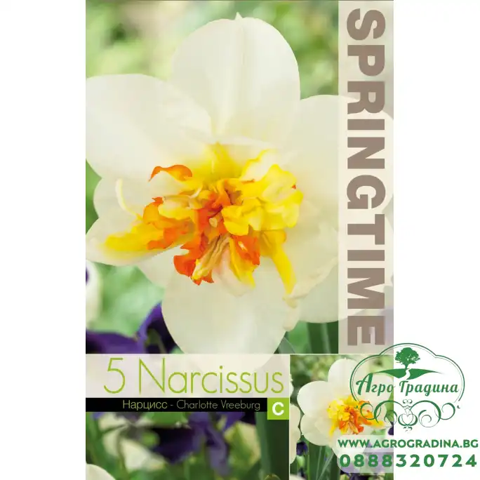 Нарцис Шарлот Врийбург Narcissus Charlotte Vreeburg - 5 бр луковици Нарцис Шарлот Врийбург Narcissus Charlotte Vreeburg - 5 бр луковици