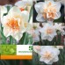 Нарцис Делнашоу / Narcissus Delnashaugh - 5 бр луковици